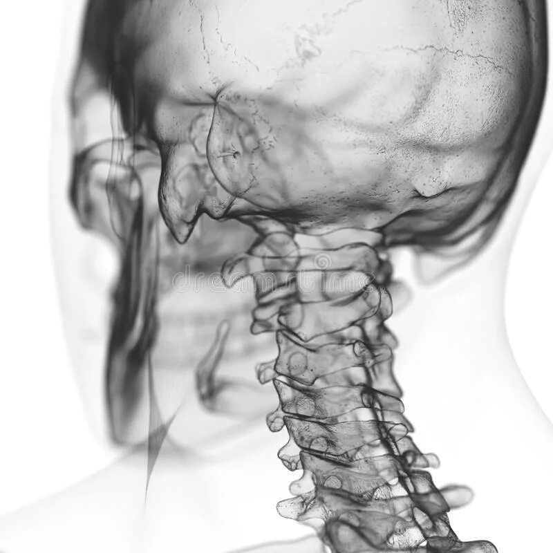 Шейный отдел кости скелета. Шейный отдел позвоночника 3д. Шейные позвонки скелет. Позвоночник шея анатомия. Анатомически шейный отдел позвоночника.