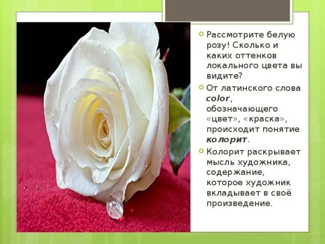 Белые розы смысл. Белые розы значение цвета. Белые розы значение на языке цветов. Белые розы что символизируют.