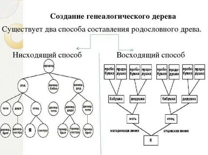 Как составить древо рода своего