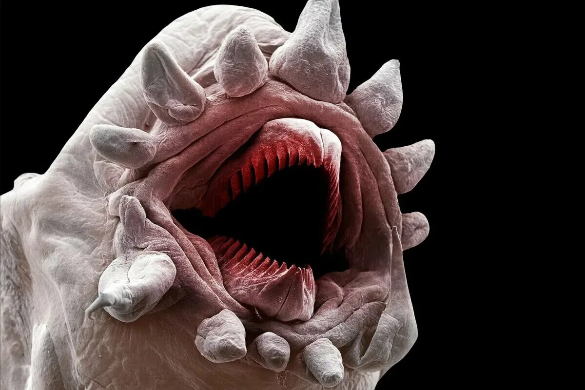 Дождевой червяк под микроскопом. Под микроскопом. Многощетинковый червь под микроскопом. Дождевой червь под микроскопом. Страшные насекомые под микроскопом.