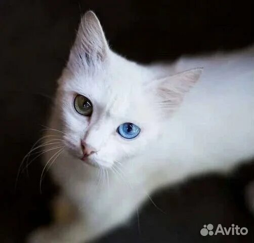 Динозаврик))) Милые котики, Кот и Животные