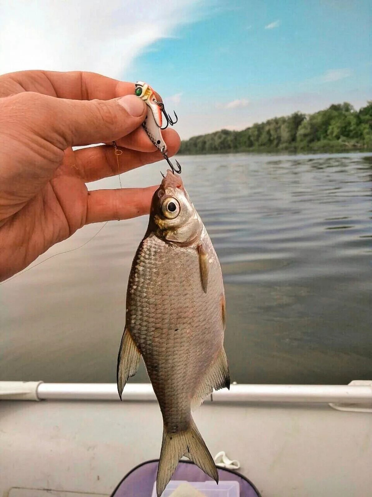 Трофейный лещ. Ловля подлещика на фидер. Донный лещ. Донный лещ. Лещ амурский рыба.