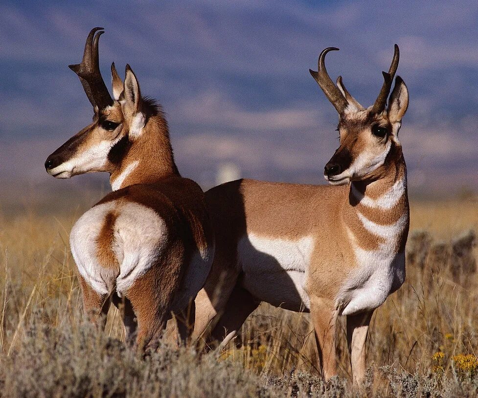 антилопа саола. олень сибирская кабарга. антилопа томпсона. занзибарский дукер. хохлатый дукер.