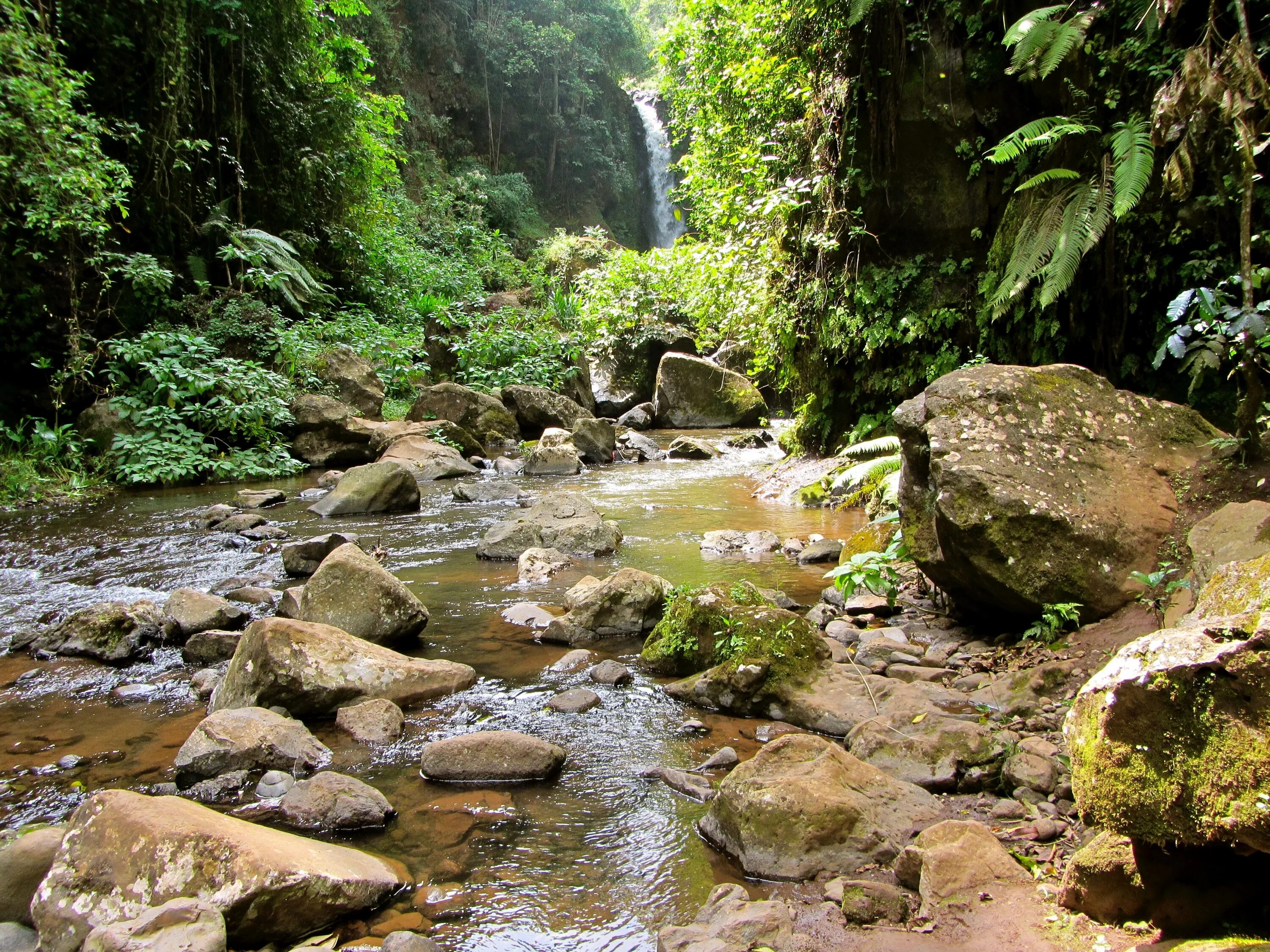 Jungle river