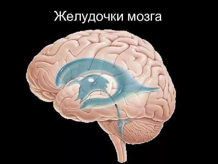 Полости мозга заполнены. Желудочки мозга анатомия головного мозга. Боковые желудочки головного мозга анатомия. 3 И 4 желудочки головного мозга. Топография желудочков головного мозга.