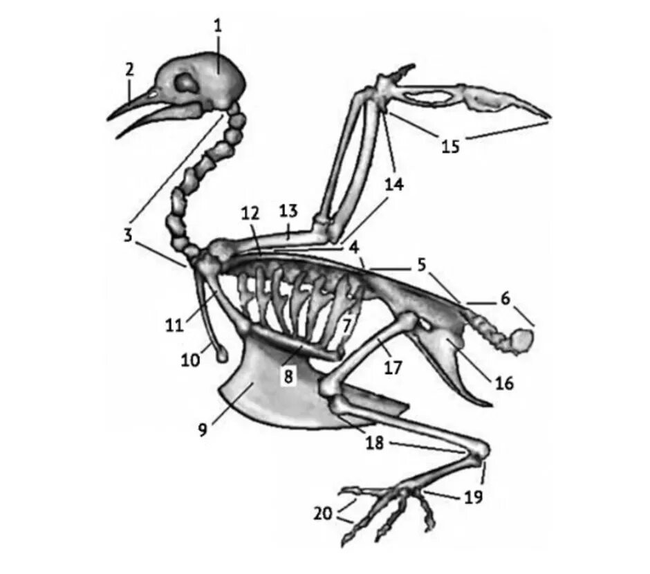 Внутреннее строение птиц скелет. Строение скелета сизого голубя. Скелет сизого голубя биология 8 класс. Строение скелета птицы голубя. Скелет сизого голубя биология 7.