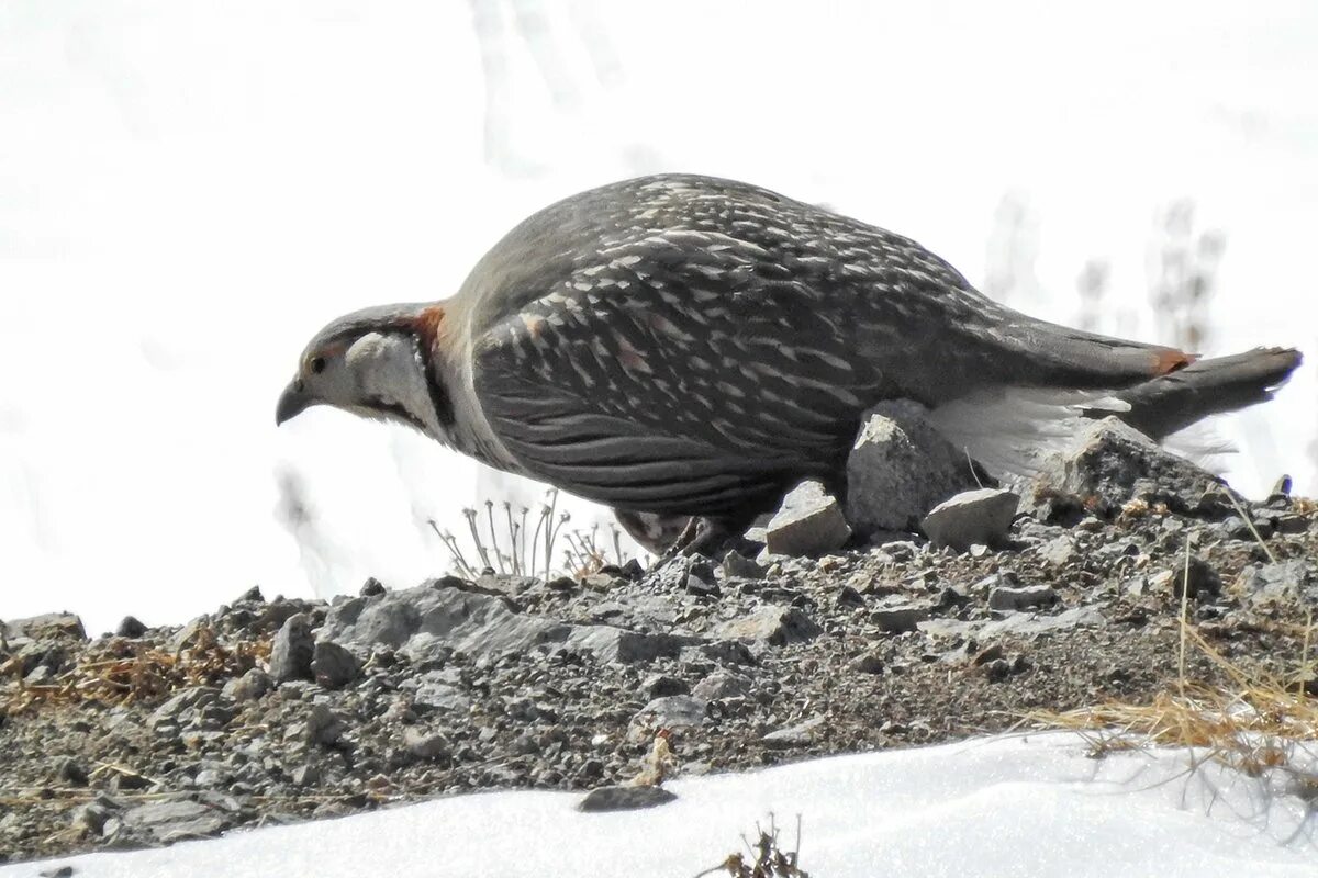 Горная индейка улар. Тибетский улар фото. Песня улар. Кабардино-балкарский высокогорный заповедник птицы. Гималайский улар.