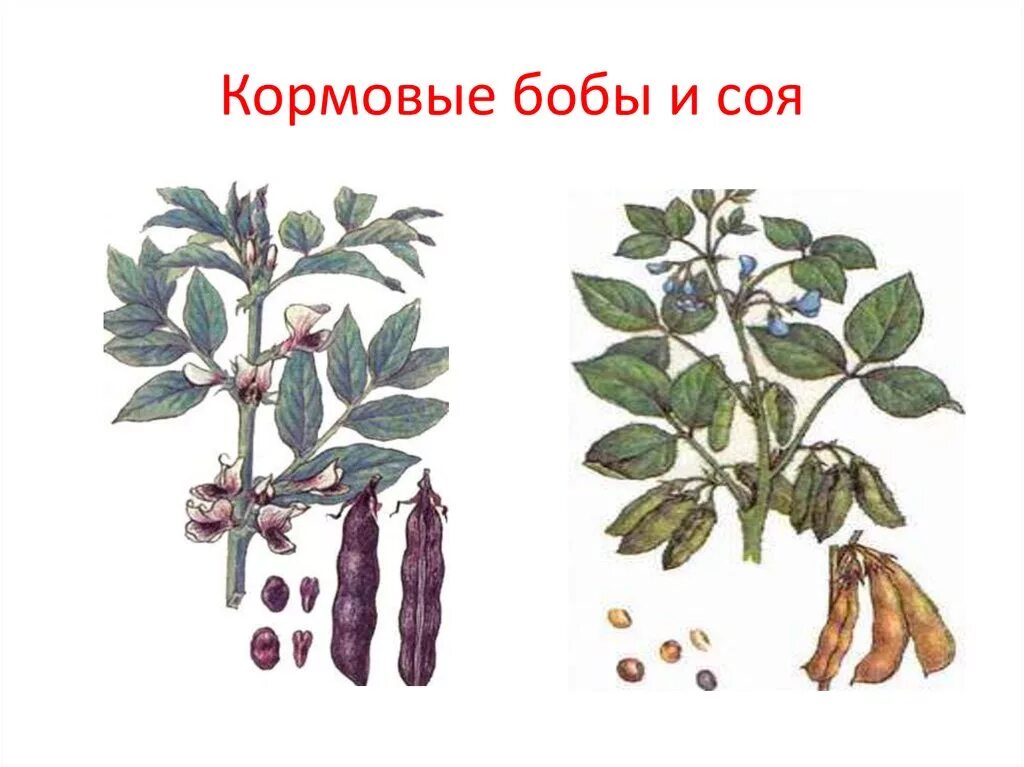 Тип листьев бобовых