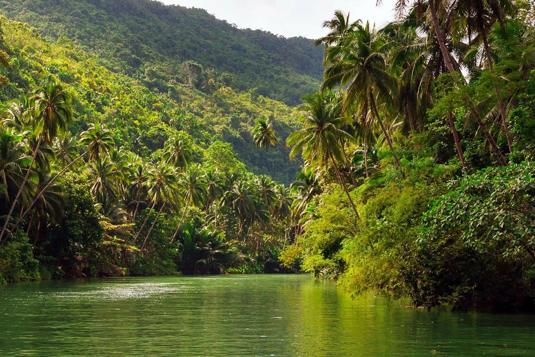 Amazon borneo congo. Джунгли Борнео Индонезия. Индонезия тропические леса Суматры. Тропические леса Борнео. Тропические леса Юго Восточной Азии.