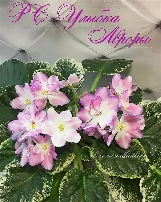 Фиалки улыбка. Фиалки улыбка. Фиалки улыбка. Фиалка austin's smile. Фиалка с улыбка мадонны.