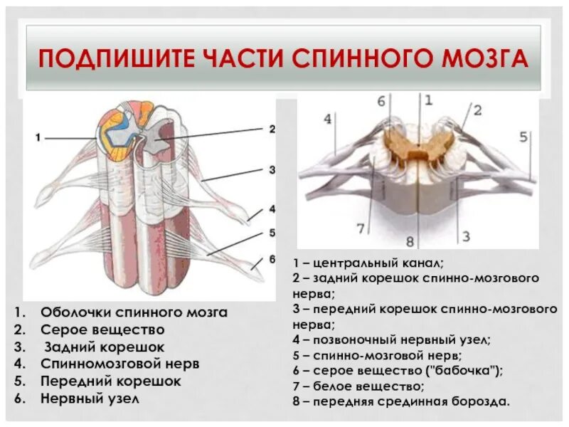 Передние задние корешки. Рис 20 строение спинного мозга. Строение спинного мозга анатомия. Передние задние корешки. Передние и задние корешки спинного мозга.
