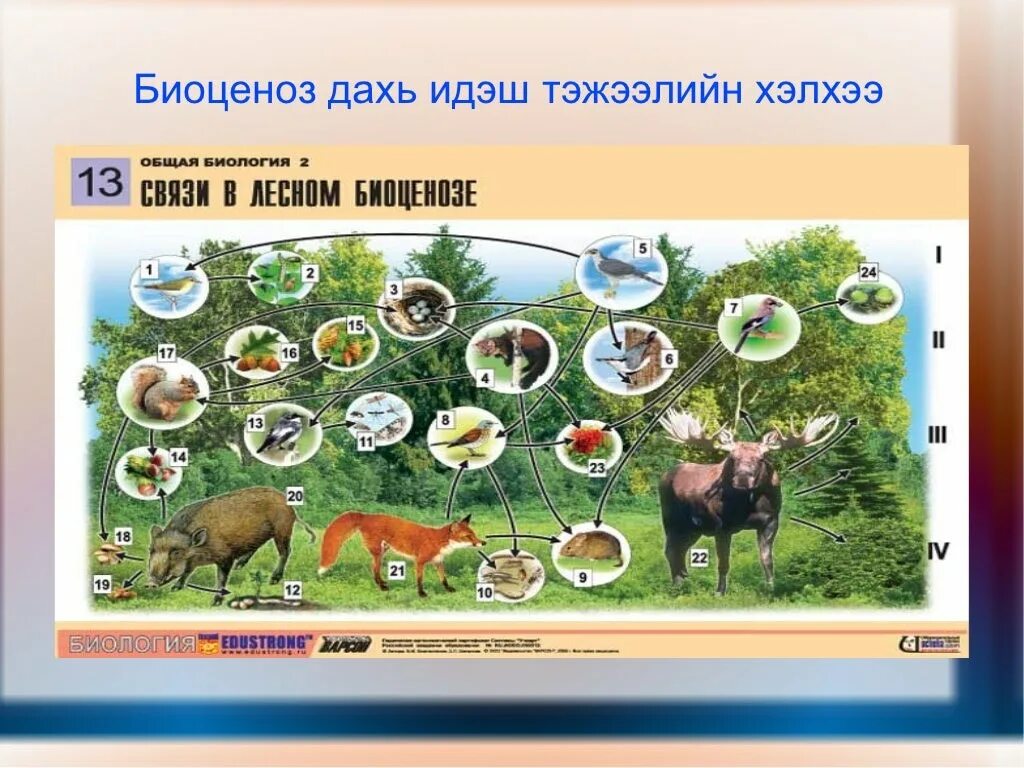 Биоценоз смешанных лесов. Биоценоз. биоценоз животных. пищевой биоценоз. биоценоз леса.