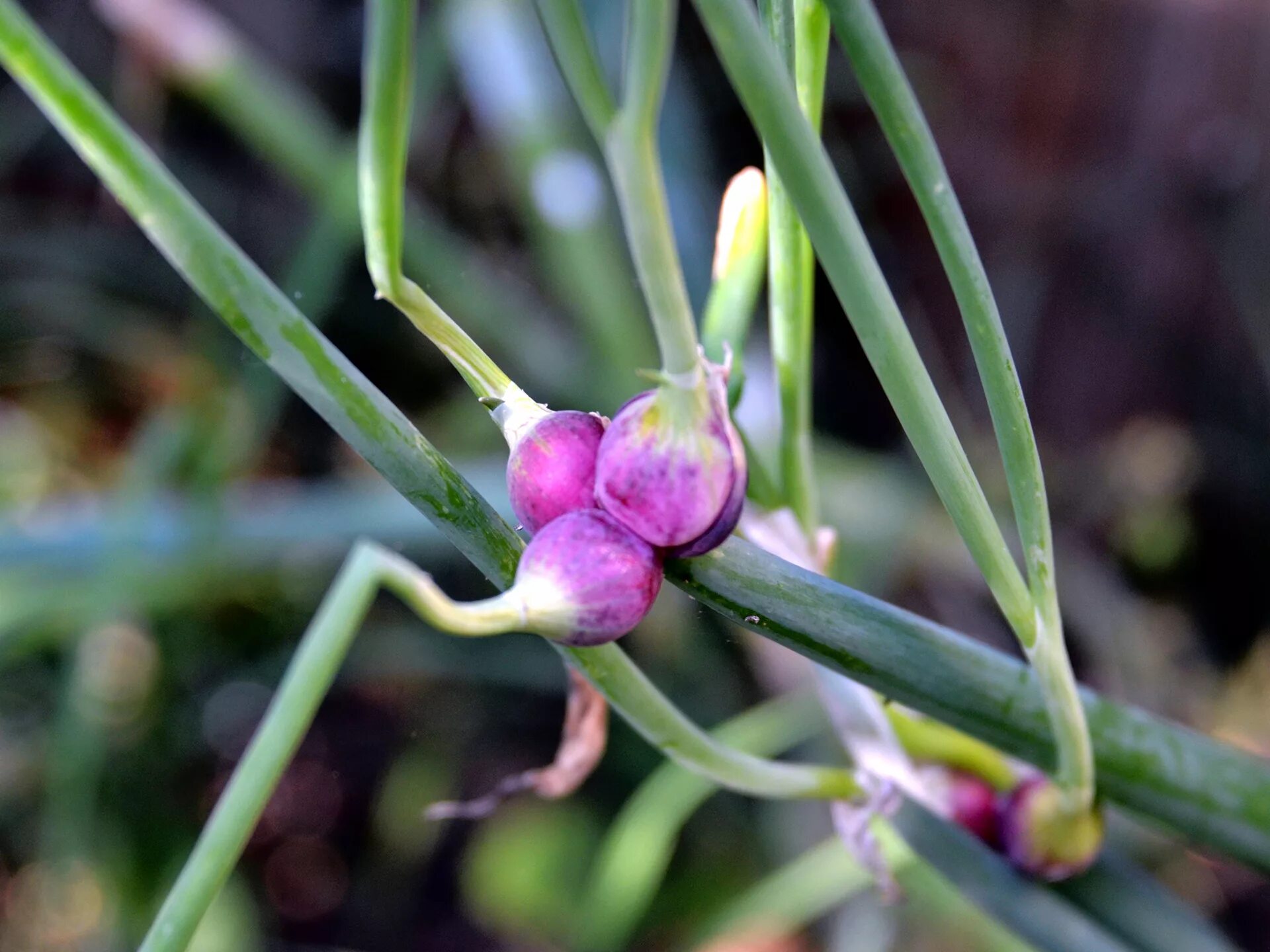 Лук многоярусный Allium proliferum. Лук Египетский многоярусный. Грибовский 38 многоярусный лук. Шагающий лук