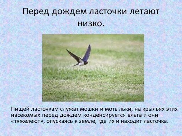 Ласточки летают низко перед дождем. Ласточки низко летают к чему это. Ласточки перед дождем летают низко над землей. Ласточки низко летают к чему это. Ласточки низко летают.