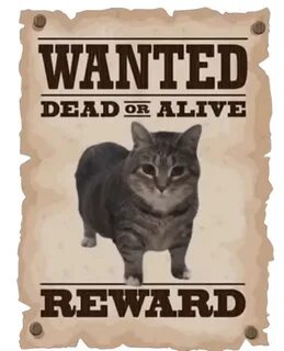 Wanted cat
