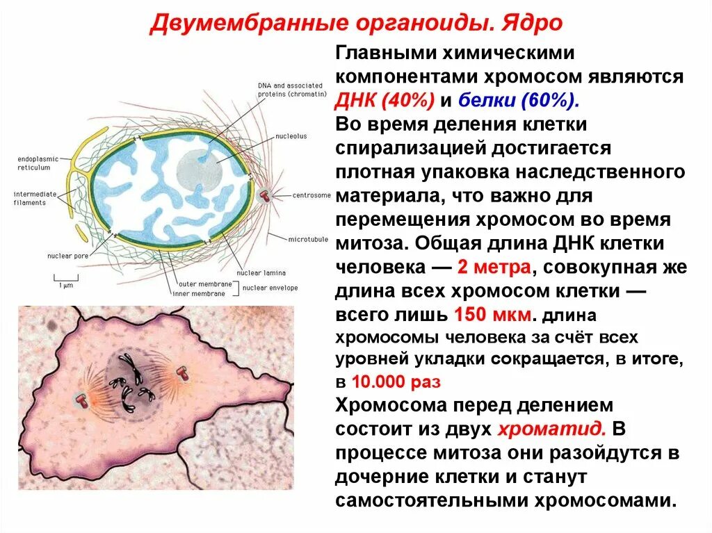 Дайте характеристику двумембранным органоидам клетки. Ядро двумембранный органоид. какие клетки имеют ядро. клетки не имеющие ядра. являются двумембранными органоидами клетки.