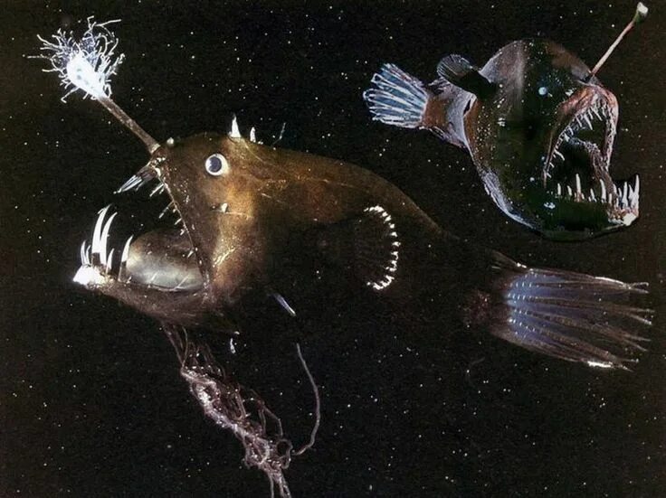 Black monkfish - a predatory fish anglers from the squad, which got its name bec