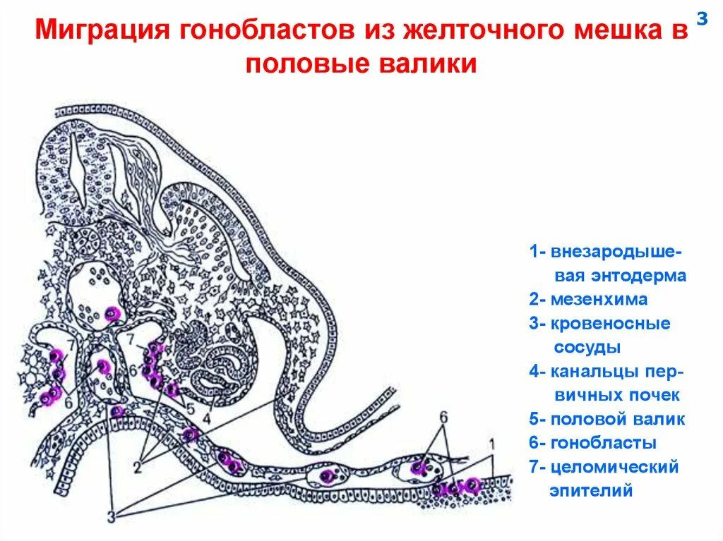 Желточный мешок гистология. Гоноциты гистология. гонобласты гистология. эмбриогенез мужской половой системы гистология. гоноциты желточного мешка.