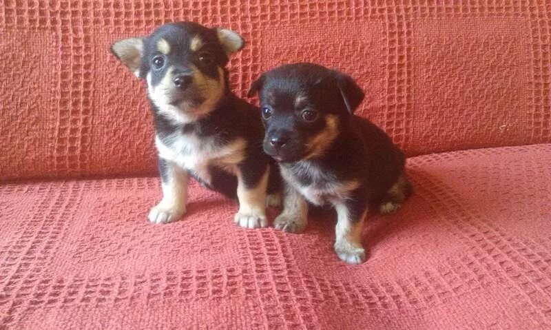 отдам маленького щенка. отдам в хорошие руки щенков маленькой породы. маленькую собачку в добрые. щенки метисы маленьких пород. отдаю щенка мелкой породы.