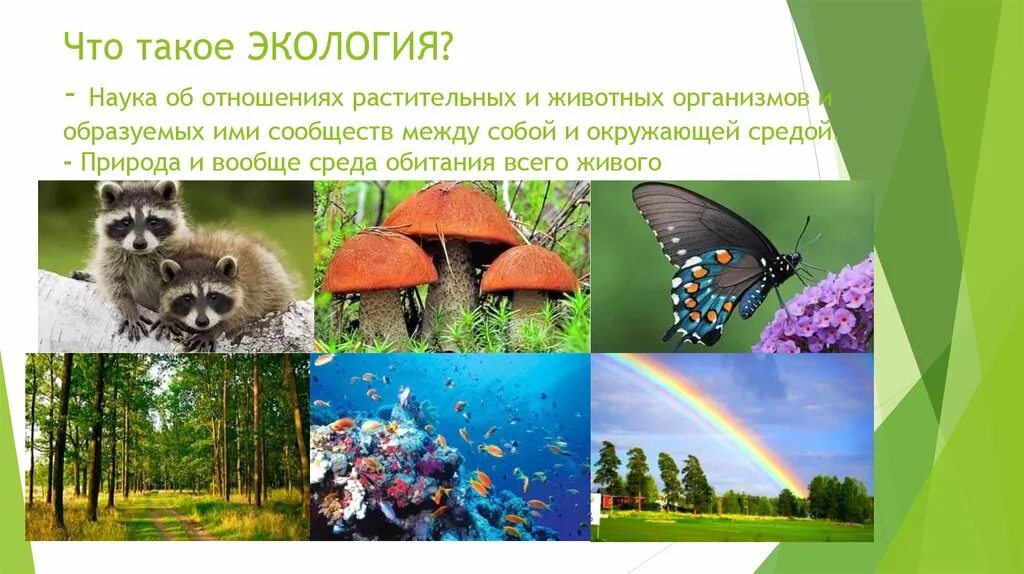 Экологические факторы и условия среды. Экология это наука. Экологические факторы. Среда обитания и факторы среды. Основные типы среды обитания.