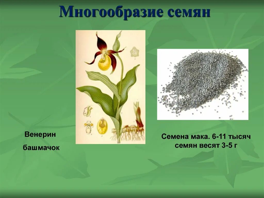 Запиши названия растений. Далее представлены изображения растений запиши на строчках. Исчезающие растения курской области. Растения пензенской области занесенные в красную книгу. Венерин башмачок.