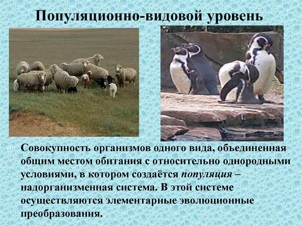 Совокупность бабочек одной популяции. Популяционно-видовой уровень. Популяционно-видовой уровень организации жизни. Популяционно видовой. Популяционно-видовой уровень примеры.