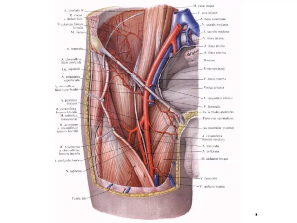 Нижняя надчревная артерия. Глубокая артерия огибающая подвздошную кость. Наружная подвздошная артерия и Вена. Анатомия общей подвздошной артерии топография. Артерии нижней конечности бедренная