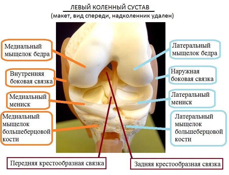 Мениски коленного сустава анатомия. Повреждение медиального мениска. Строение медиального мениска коленного сустава. Строение внутреннего мениска коленного сустава. Дегенеративные изменения переднего рога