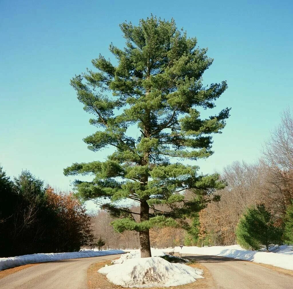 Сосна северной америки. Сосна белая восточная веймутова. Pinus contorta. Веймутовы сосны кумысная поляна. Сосна северная америка.