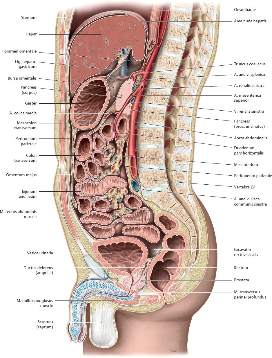 Ход брюшины на сагиттальном срезе. Peritoneum viscerale анатомия. Анатомия брюшной полости Сагиттальный срез. Матка Сагиттальный срез.