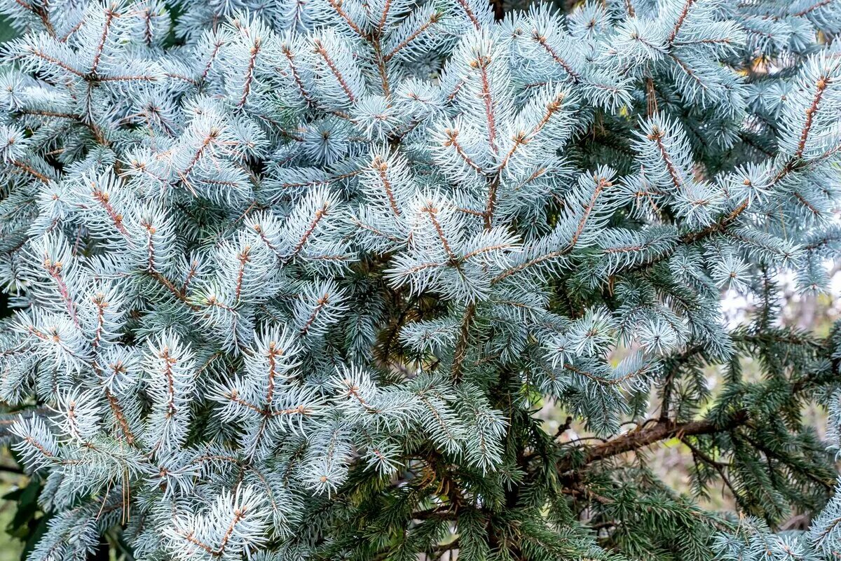 ель голубая неон. ель голубая picea pungens. Picea pungens white ghost. ель голубая хвоинки. ель колючая карпатен.