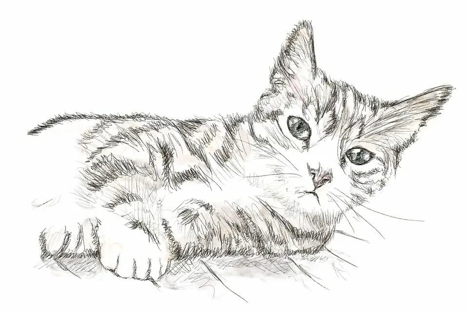 Картинки кошек рисовать. Кошка рисунок. Коты рисунки для срисовки. Кошка рисунок карандашом. Котёнок рисунок карандашом.