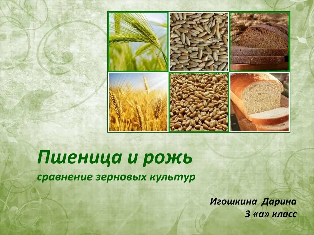 Строение пшеницы ржи ячменя. Строение пшеницы ржи ячменя