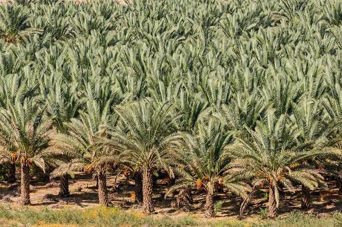 Финиковая плантация. Финиковая Пальма плантации. Алжир финиковая Пальма. Финиковая Пальма в Саудовской Аравии. Финиковые пальмы в Египте.