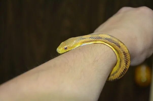 Huge sharp mythical snake like recorded