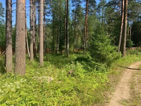 Погода сосново приозерский на неделю ленинградская. Посёлок Колосково Приозерский район Ленинградской области. Сосновское сельское поселение Приозерского района. Озеро в Колосково Приозерского района Ленинградской. Приозерский р-н, Сосновское сельское поселение, пос. Колосково.