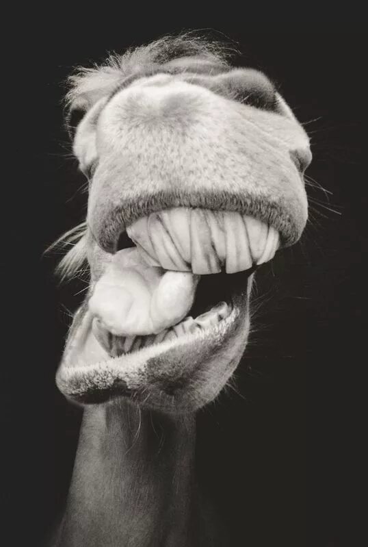 Смех обезьяны. Улыбка животных. Животное ржет. Смешные собаки. Звери ржут.