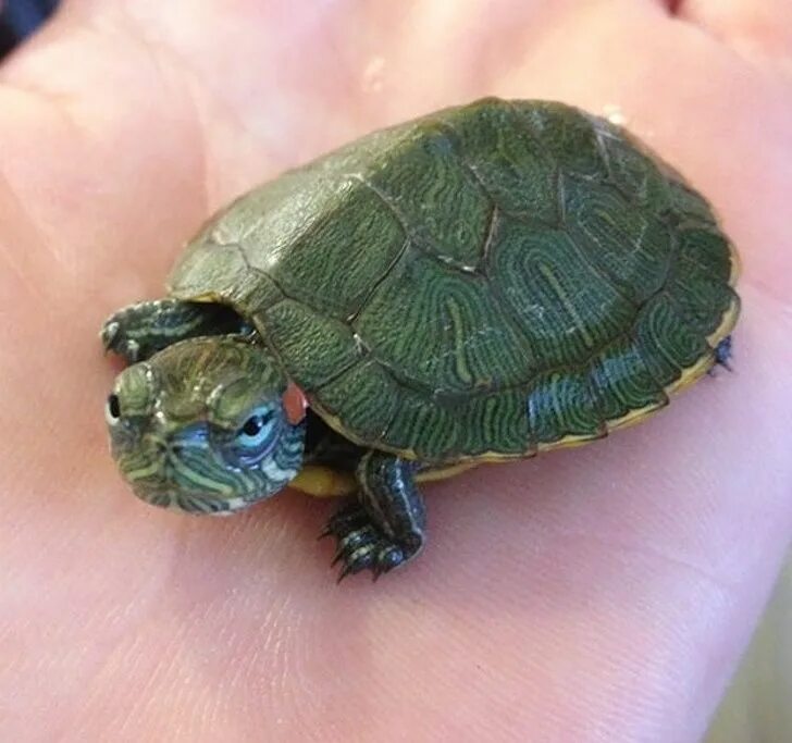 карликовых черепах. карликовые красноухие черепашки. красноухая пресноводная черепаха. черепашка красноухая маленькая. карликовая красноухая черепаха.