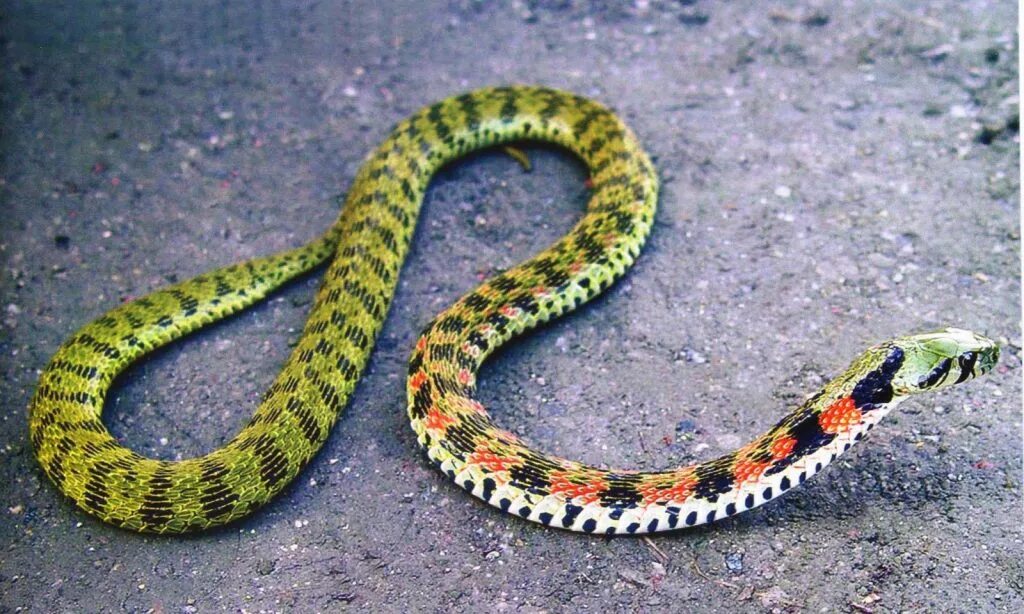 Типа змейка. Rhabdophis tigrinus. Тигровая змея (Notechis scutatus). Тигровый полоз. Приморская змея гадюка.