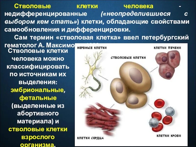 Стволовые клетки находятся