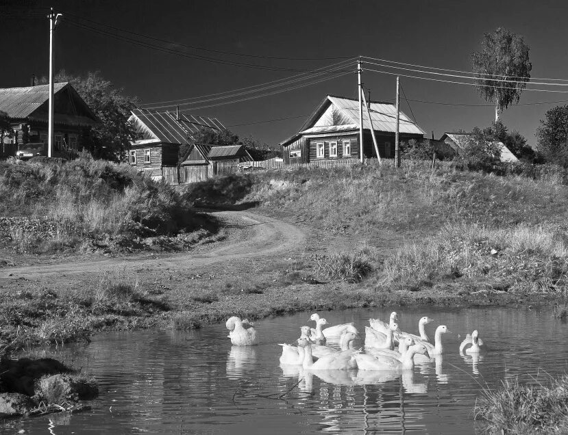 Старые фотографии деревня. Деревня СССР. Русская деревня. Гуси в деревне. Деревенская купальня.