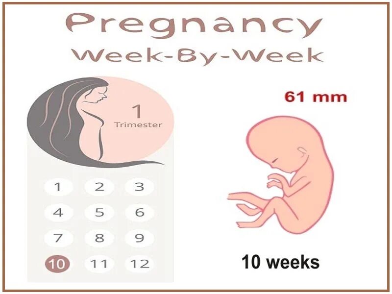 10 октября неделя. 10 Weeks pregnant. Беременность референс.