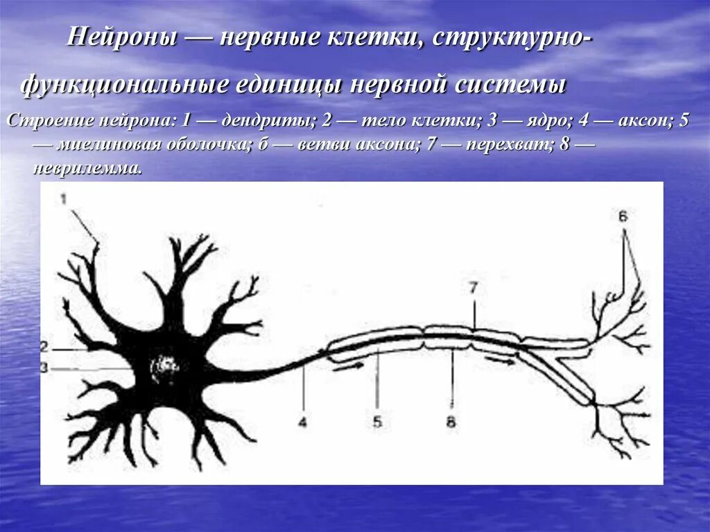 Строение нерва рисунок. Строение нейрона дендриты. Нервная система строение нейрона. Аксон тело нейрона дендрит. Нейрон дендриты ядро Аксон.