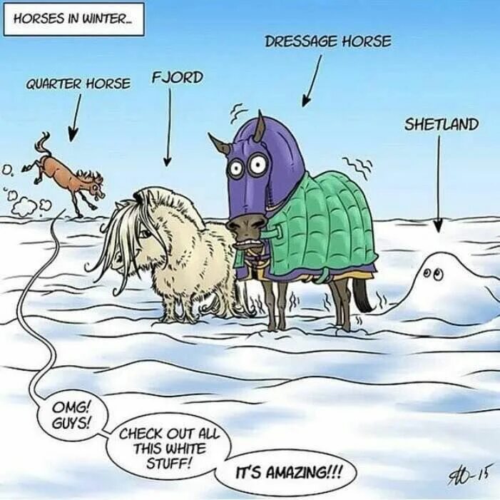 Анекдоты про лошадей смешные. Лошадь юмор. Конь карикатура. Лошади зима смешные.