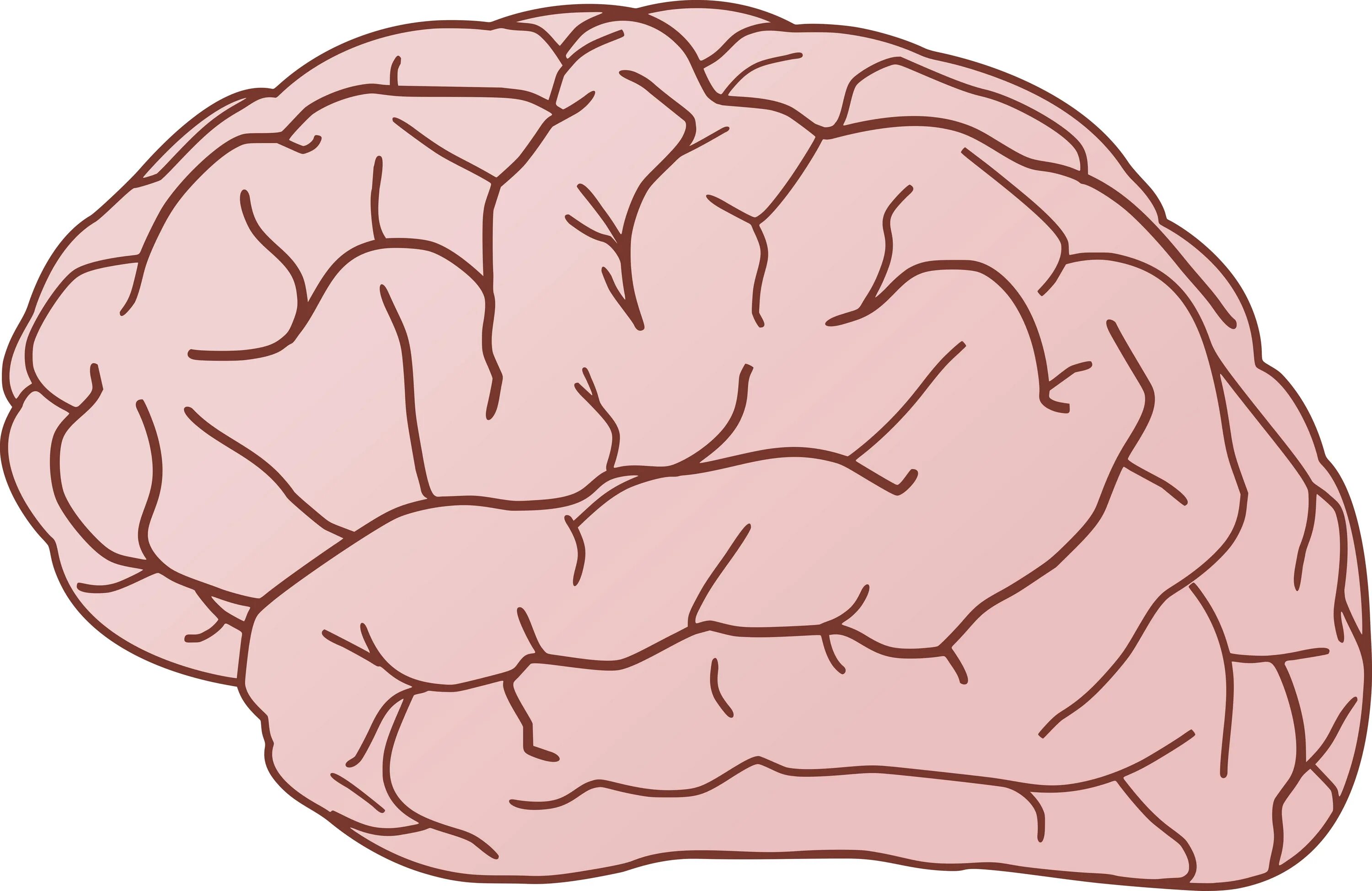 Brain download. Мозг нарисованный.