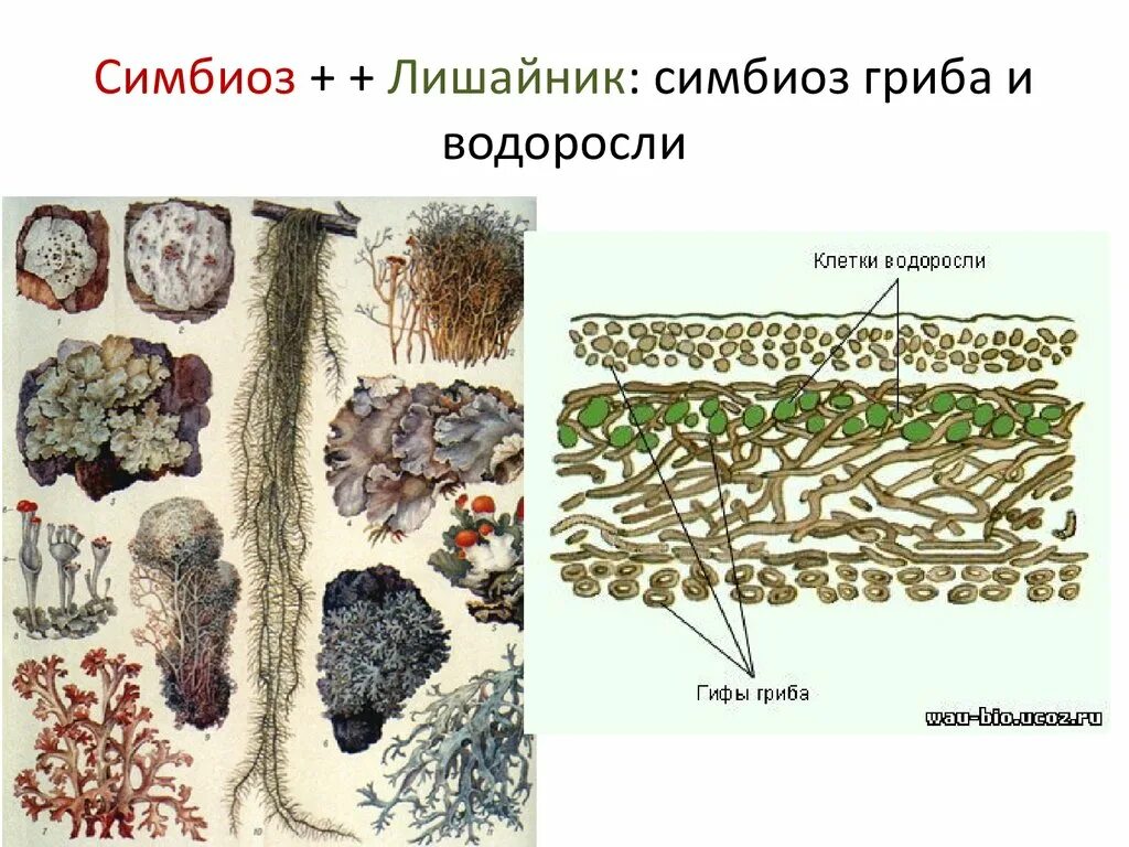 Почему лишайники грибы. Симбиоз грибов и водорослей в лишайнике. Лишайник микориза симбиоз. Симбиоз гриба и цианобактерий в лишайнике. Лишайник-кладония симбиоз.