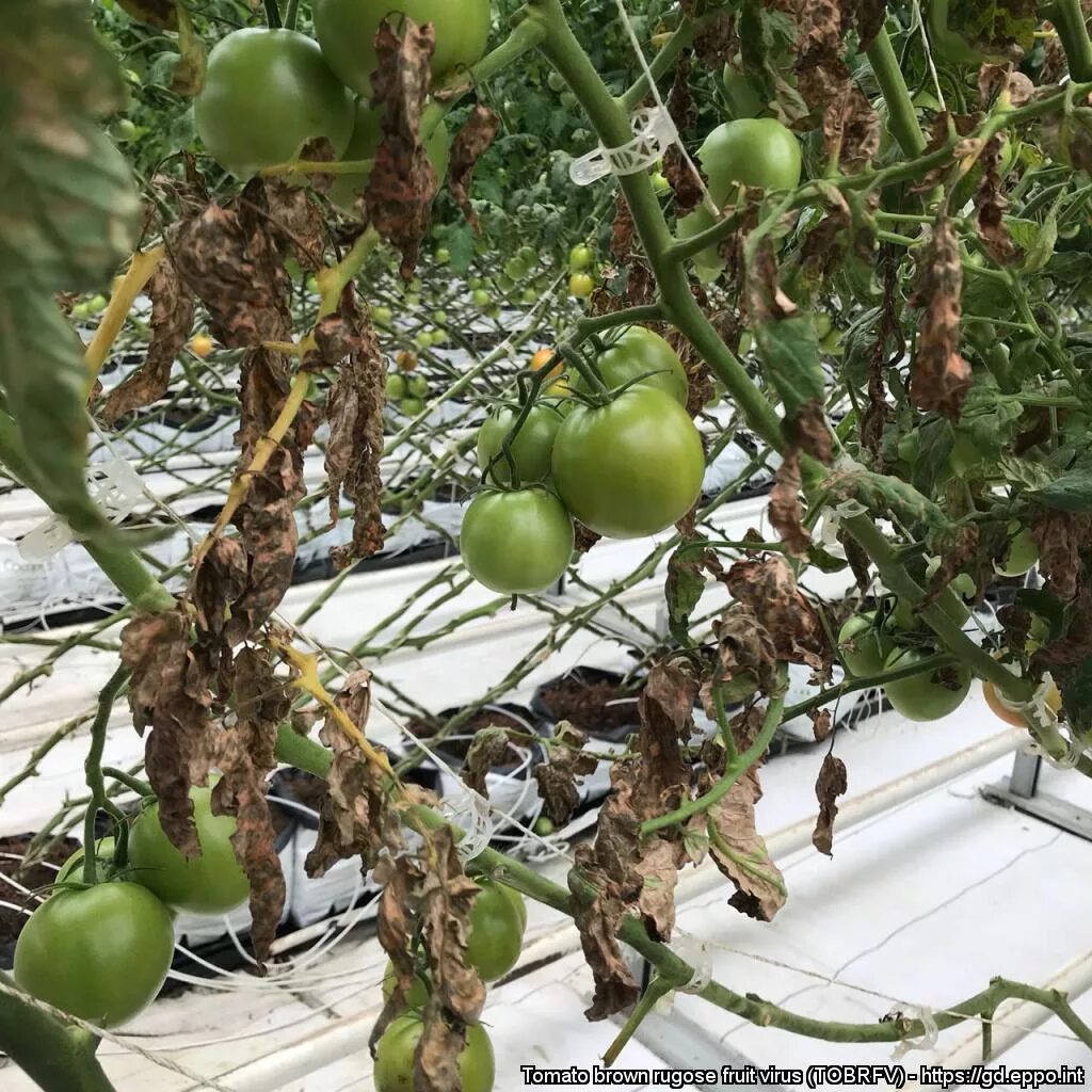 Вирус коричневой морщинистости плодов томатов (tomato brown rugose fruit virus). Коричневая морщинистость томатов. Вирус коричневой морщинистости плодов. Вирус морщинистости плодов томатов. Коричневая морщинистость плодов.