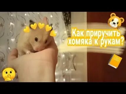 Как сирийского хомяка приучить к рукам