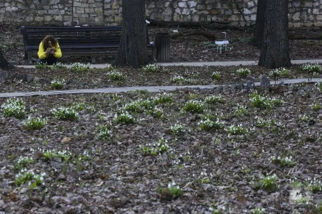 Ботанический сад МГУ имени м. в. Ломоносова «Аптекарский огород». Аптекарский огород МГУ весной. Ботанический сад МГУ Аптекарский огород Сакура Москва. Москве несмотря на то что