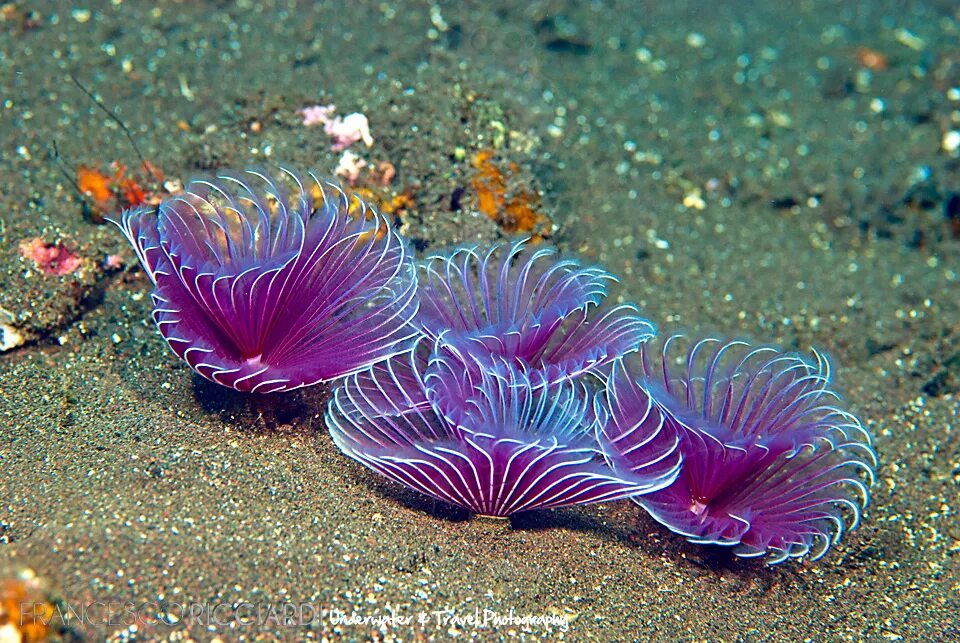 Веерный червь. Bispira brunnea. bispira guinensis. веерный червь в морском.